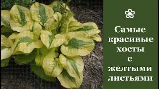 ❀ Самые красивые хосты с желтыми листьями