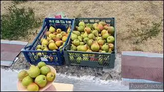 Собираю ягоду годжи/Калеусы-новое увлечение/Груши на базаре.