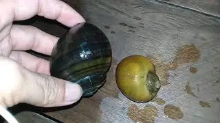 Different snail rice could have on consumption and could not on consumption