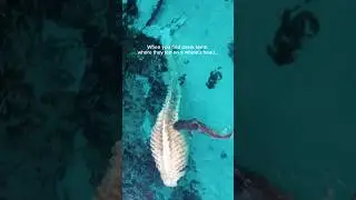 Looking for Giant Sharks teeth