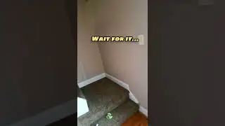 Cat Runs FULL SPEED into Stair! |  #tacocat #stayrad #shorts  @chucknorrizbeardeddragons