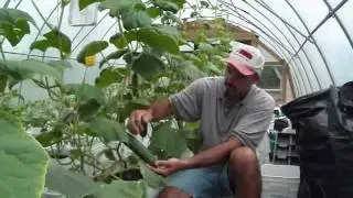 Greenhouse Cucumbers & Sharing Seeds