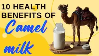 Camel Milk A Superfood of the Desert! 🐪🥛