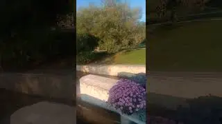 Белая голубка