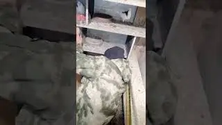 ПЕРМСКИЕ ГРИВУНЫ КОЛЬЦУЕМ ПТЕНЦОВ Номерные Именные Родобые Кольца11 Марта 2024
