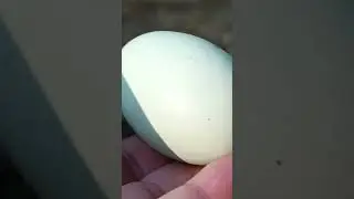 Новые куры