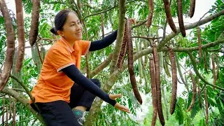 Harvesting Cassia grandis fruits And Go to Market Sell | Emma Daily Life