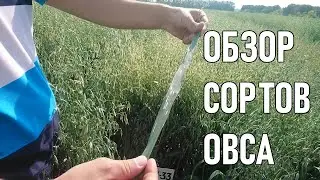 Сорта овса в Западной Сибири