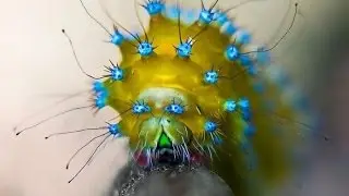 Необычная гусеница