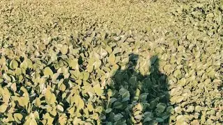 My village cinematic shots short 😍 part 1