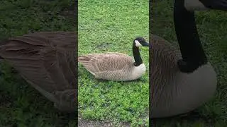 Le Duck