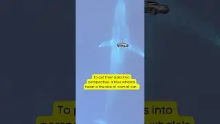 The Biggest Animal Ever Existed 