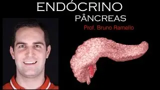 Sistema Endócrino - Pâncreas