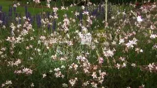 Gaura adds elegant movement to landscape