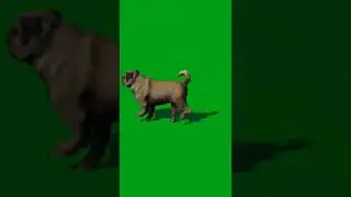 Dog green screen video