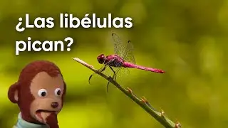 ¿Las libélulas son peligrosas?