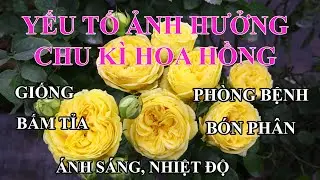 Các yếu tố ảnh hưởng đến chu kỳ của hoa hồng?