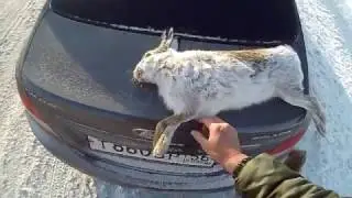 Охота на зайца   Первый в 2017