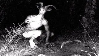 Bizarre Nocturnal Cryptids
