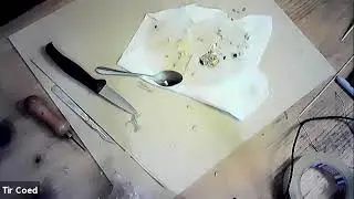 Tom Birdfeeder 1