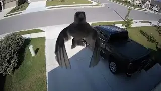 Bird Flying Without Flapping Its Wing | How come?