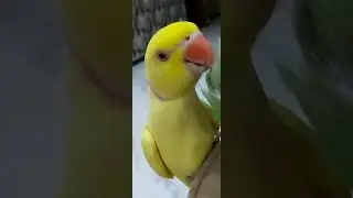 ringneck parrot cuddling time