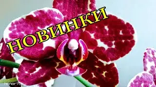 ОРХИДЕИ - НОВИНКИ! Новые орхидеи на день рождения! //Фаленопсис и орхидея - паук./Orhids Orchid