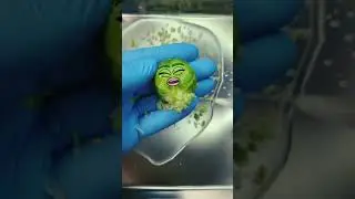 cabbage has a baby 