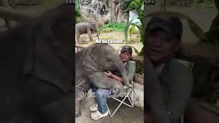 Bichinhos que nos entendem -elefantes