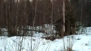 Bunny jumped the road and disappeared into the woods