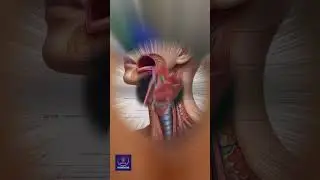 Human Larynx | The Voice Box Explained