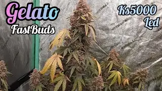 GELATO AUTOFLOWERS READY TO HARVEST, FASTBUDS, VIPARSPECTRA KS5000 LED GROW LIGHT