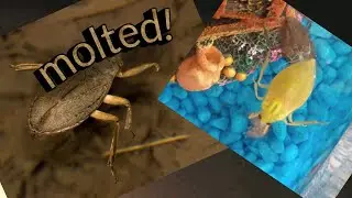 Giant water bug moulting!