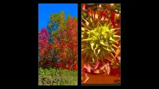 Oriental sweetgum or Turkish sweetgum (Liquidambar orientalis)