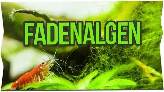 HOW TO REMOVE THREAD ALGAE from AQUARIUM
