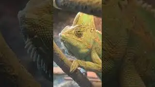 uglystephan общается с хамелеоном