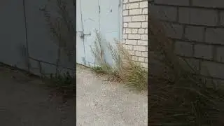 сентябрьская прогулка-1