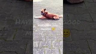 Morning cutie #morning #cute #dog #active #trend #shorts