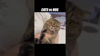 Love is the greatest challenge of them all #kittisaurus #cats #hugs