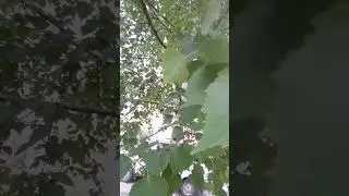 Лазаем по деревям в стиле Шиноби