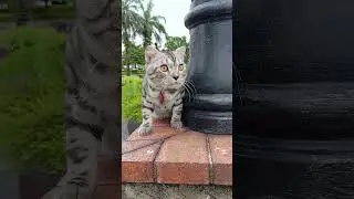 Cute Curious Pretty Good Looking American Shorthair Cat Looking Around Sentosa Cove Jetty In SG