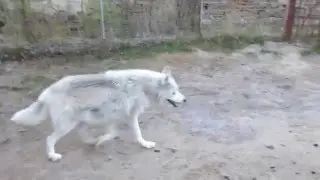 Как воют волки
