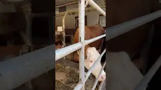 Cows/ mucche/ vacas/ toros/ bulls