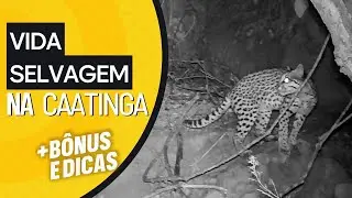 VIDA SELVAGEM NA CAATINGA PERNAMBUCANA!
