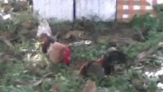 Ayam Battle pt.1