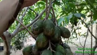 LUAR BIASA, KEDONDONG BANGKOK POHONYA KECIL BUAHNYA SANGAT LEBAT