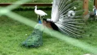 Peacocks