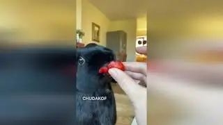 СМЕШНЫЕ ПРИКОЛЫ С ТИК ТОК, РЖАЧНЫЕ ВИДЕО, ТОПОВЫЕ СМЕШНЫЕ ВИДЕО С ИНСТАГРАМА