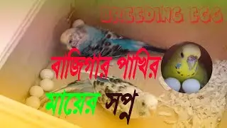 Budgie egg hatching time || kitne din main budgie ka ande se baccha nikalta hai ||