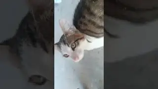 #music #cat #лилиялиlove #catcute #catlover #сашаgachaclub #cuteanimal #реки #cute #кото